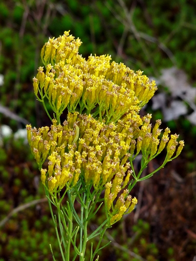 {Bigelowia nuttallii}